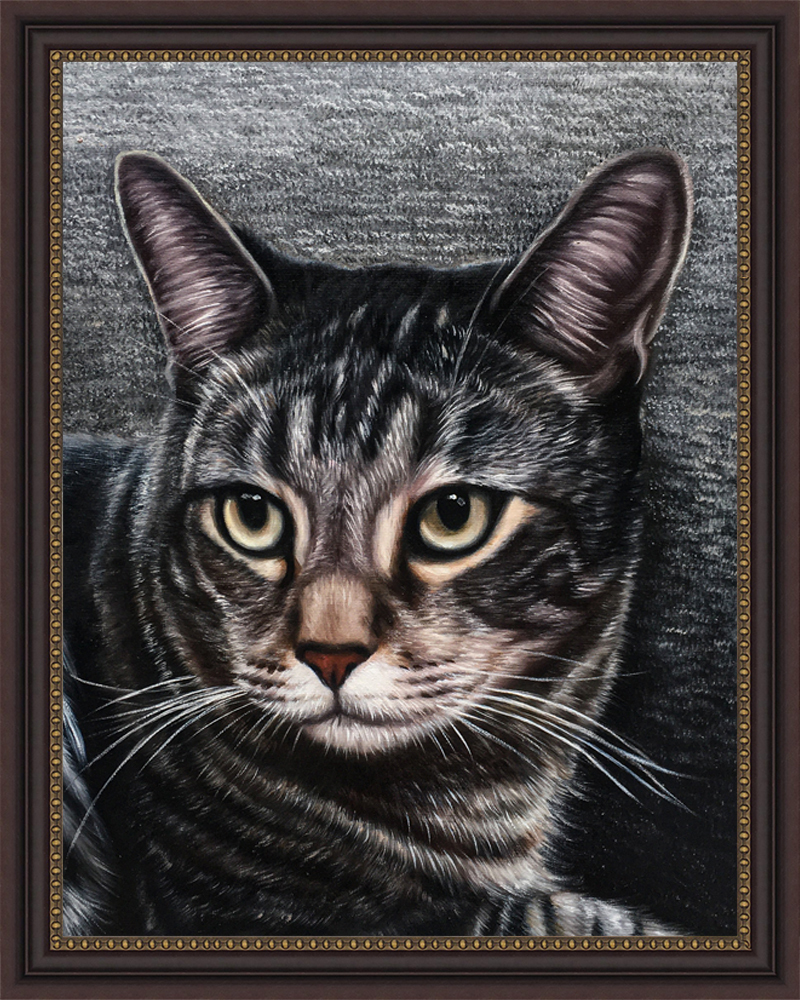 Grey tabby cat close-up, charcoal pet portrait